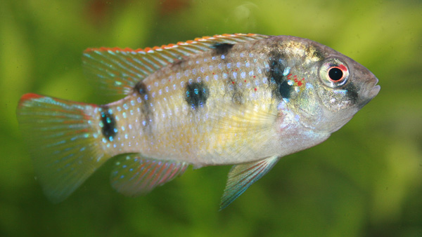 Afrikanischer Schmetterlingsbuntbarsch