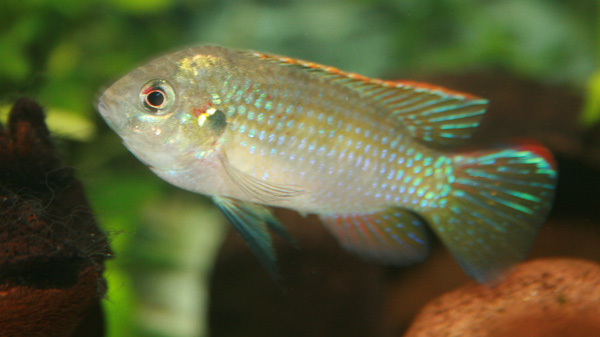 Afrikanischer Schmetterlingsbuntbarsch