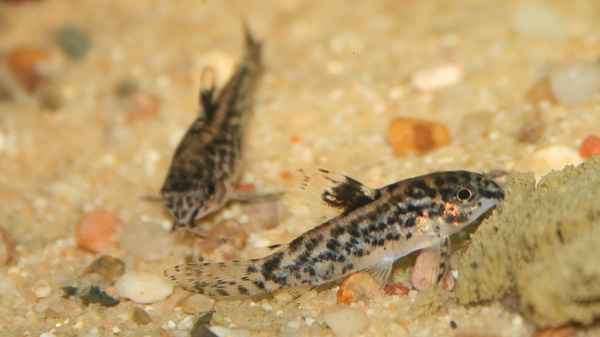 Zwergschmerlenpanzerwels