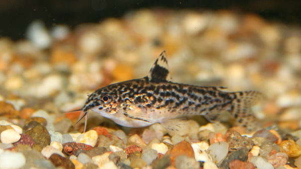 Zwerg-Schmerlenpanzerwels