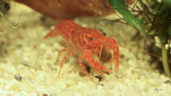 Oranger Zwergkrebs - CPO