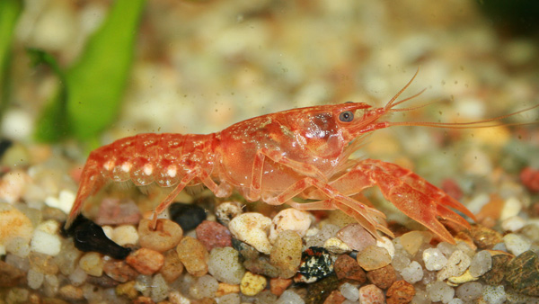 Oranger Zwergkrebs - CPO