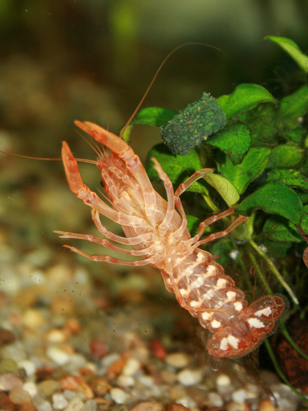 Oranger Zwergkrebs - CPO