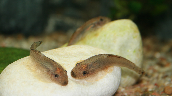 Chinesischer Flossensauger