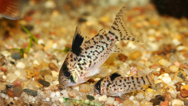 Schwarzflossenpanzerwels