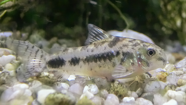 Marmorzwergpanzerwels