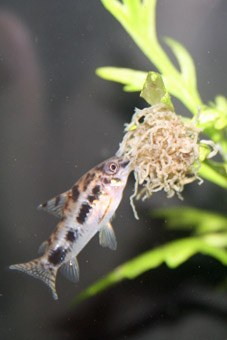 Marmorierter Zwergpanzerwels