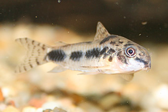 Marmorierter Zwergpanzerwels