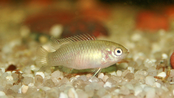 Zwergblaubarsch