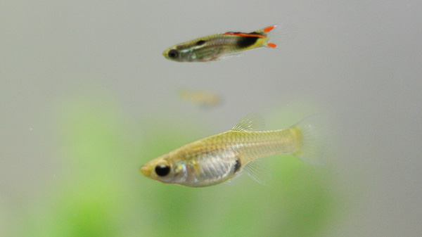 Endler Guppys