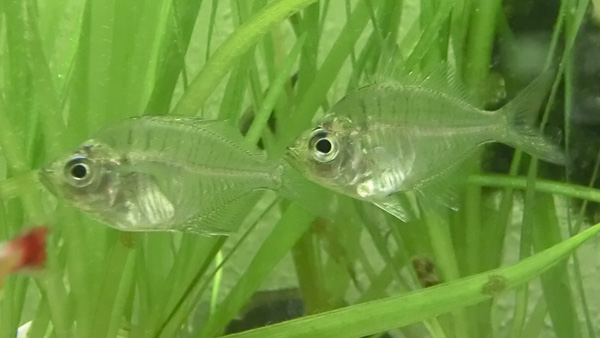 Indischer Glasbarsch