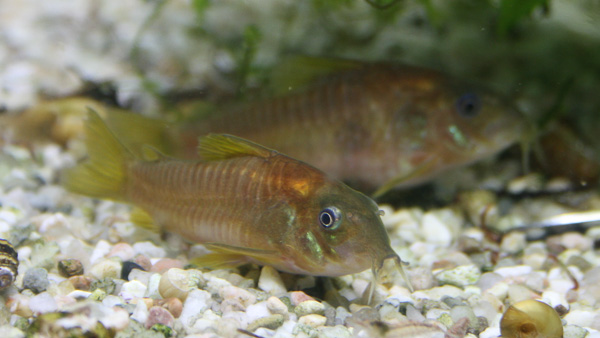 Goldschulterpanzerwels