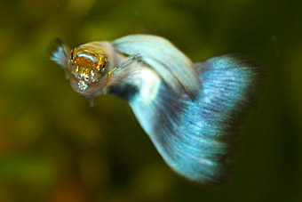 Guppy