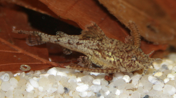 Deltaflügelzwergwels