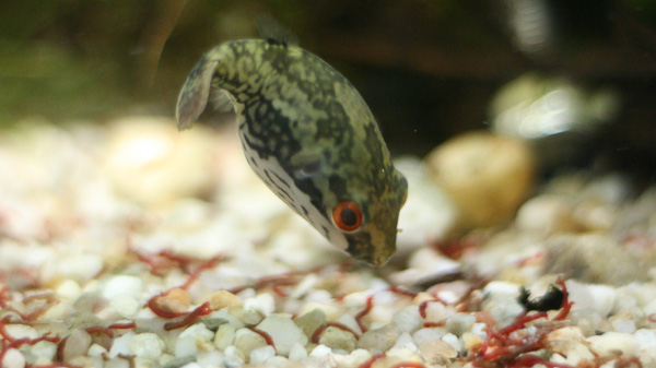 Rotschwanz-Kammkugelfisch