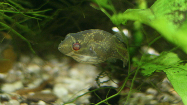 Rotschwanz-Kammkugelfisch