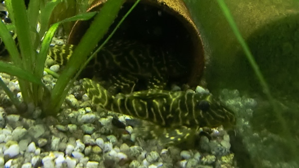 Kolumbianischer Zwergharnischwels