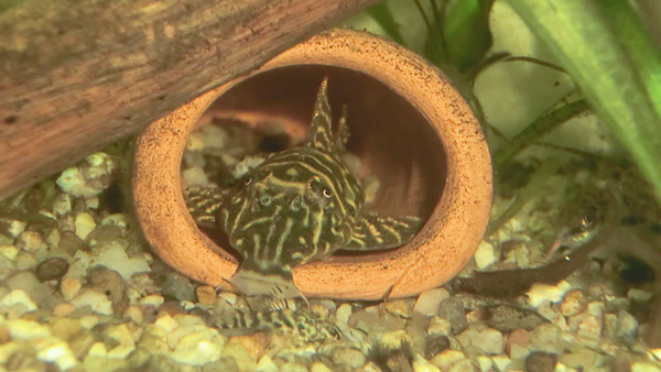 Kolumbianischer Zebrawels