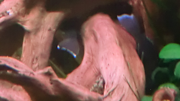 Blauer Zwergharnischwels