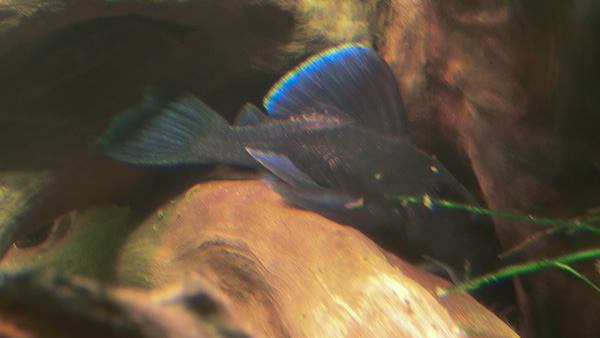 Blauer Zwergharnischwels