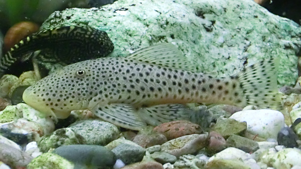 Punktierter Gebirgsharnischwels