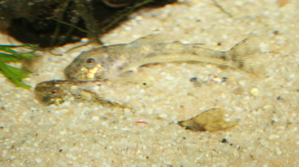 Pitbull-Harnischwels