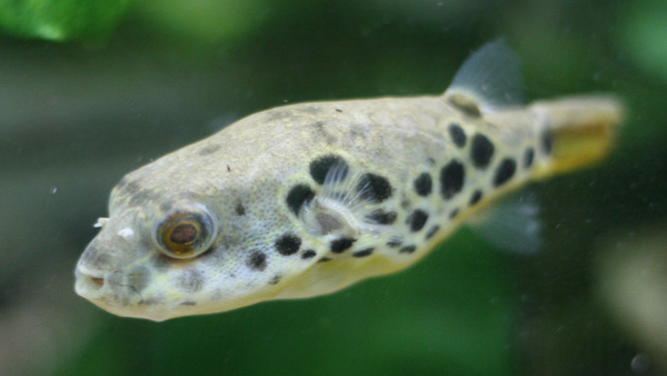 Leopardkugelfisch