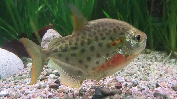 Gefleckter Scheibensalmler