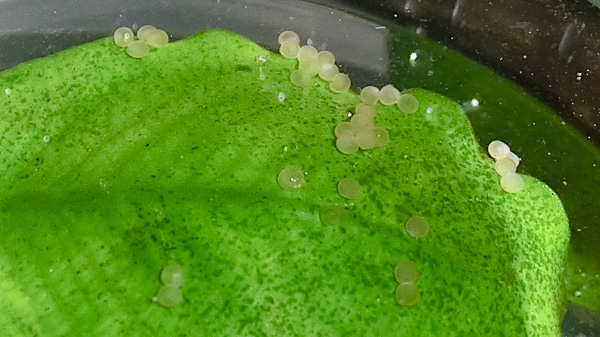 Eier vom Nanus Panzerwels