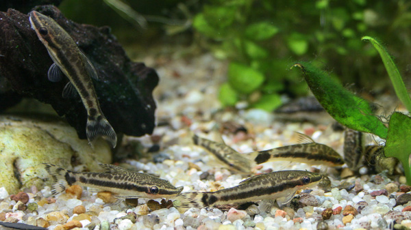 Otocinclus