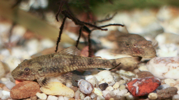 Parotocinclus