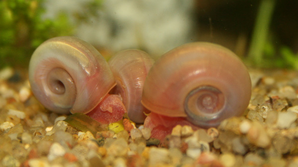 Posthornschnecke