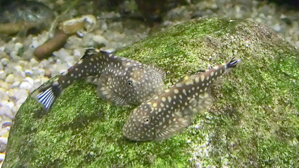 Punktierter Flossensauger