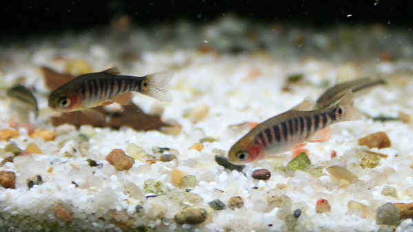 Querstreifenbärblinge