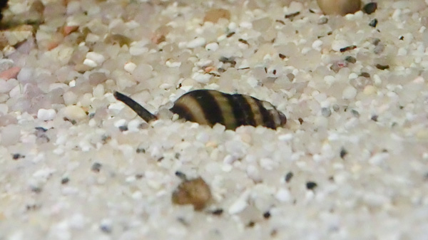 Raubturmdeckelschnecke