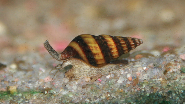 Raubturmdeckelschnecke