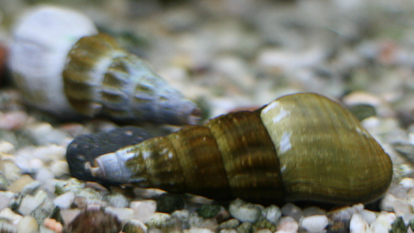 Riesenturmdeckelschnecke