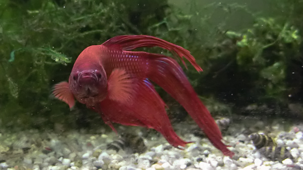 Siamesischer Kampffisch