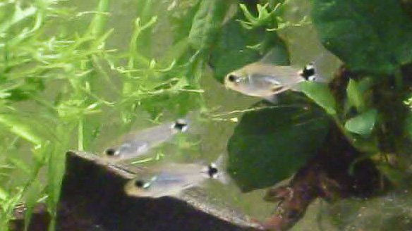 Sichelfleckpanzerwels