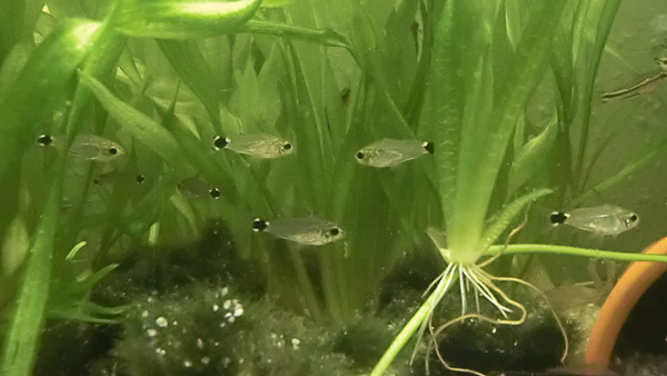 Sichelfleckpanzerwels