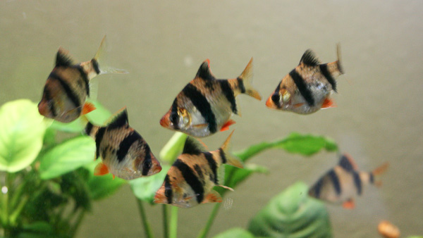 Zierfische im Aquarium Sumatrabarbe (Barbus tetrazona)